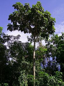 Artocarpus anisophyllus